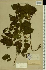 Rubus idaeus L., Eastern Europe, Estonia (E2c) (Estonia)