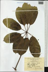 Heptapleurum actinophyllum (Endl.) Lowry & G. M. Plunkett, Australia & Oceania (AUSTR) (New Caledonia)