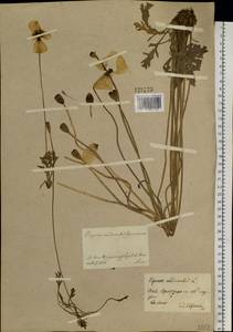 Oreomecon nudicaulis subsp. nudicaulis, Siberia, Baikal & Transbaikal region (S4) (Russia)