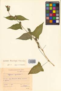 Persicaria thunbergii (Siebold & Zucc.) H. Gross, Siberia, Russian Far East (S6) (Russia)