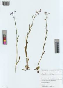 KUZ 005 832, Myosotis imitata Serg., Siberia, Altai & Sayany Mountains (S2) (Russia)