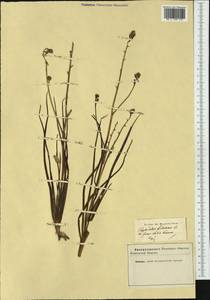 Asphodelus fistulosus L., Western Europe (EUR) (Not classified)