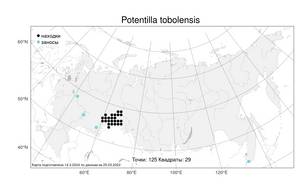 Potentilla tobolensis Pavlov, Atlas of the Russian Flora (FLORUS) (Russia)