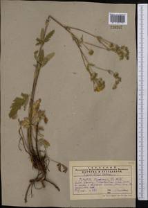 Potentilla pedata Willd., Middle Asia, Western Tian Shan & Karatau (M3) (Kazakhstan)