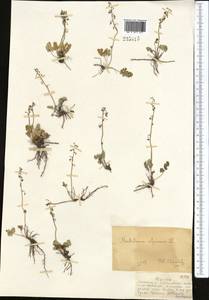 Thalictrum alpinum L., Middle Asia, Dzungarian Alatau & Tarbagatai (M5) (Kazakhstan)
