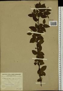 Cotoneaster melanocarpus G. Lodd., Siberia, Baikal & Transbaikal region (S4) (Russia)