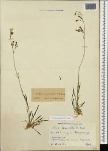 Silene saxatilis Sims, Caucasus, Armenia (K5) (Armenia)