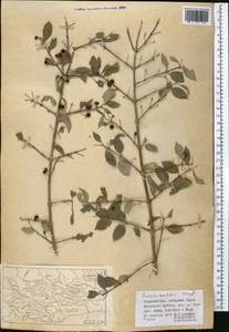 Lonicera korolkowii Stapf, Middle Asia, Pamir & Pamiro-Alai (M2) (Tajikistan)