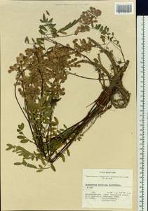 Hedysarum hedysaroides subsp. arcticum (B.Fedtsch.)P.W.Ball, Siberia, Chukotka & Kamchatka (S7) (Russia)