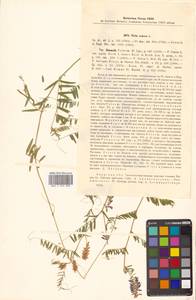 Vicia cracca L., Siberia, Russian Far East (S6) (Russia)