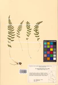 Sitobolium hirsutum (Sw.) L. A. Triana & Sundue, Siberia, Russian Far East (S6) (Russia)