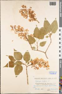 Syringa vulgaris L., Eastern Europe, North Ukrainian region (E11) (Ukraine)