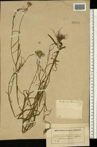 Centaurea cyanus L., Eastern Europe, Moscow region (E4a) (Russia)