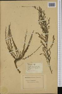 Seriphidium santonicum subsp. santonicum, Western Europe (EUR)