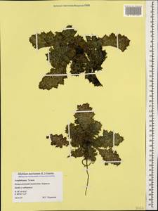 Silybum marianum (L.) Gaertn., Caucasus, Azerbaijan (K6) (Azerbaijan)