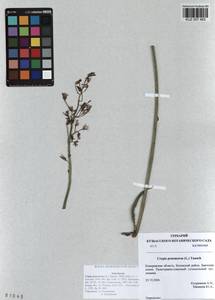 Crepis praemorsa (L.) Tausch, Siberia, Altai & Sayany Mountains (S2) (Russia)