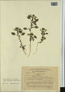Amaranthus graecizans L., Western Europe (EUR) (Romania)