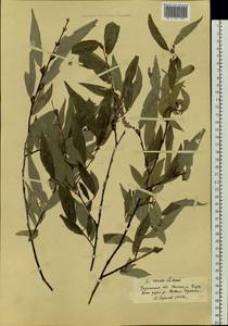 Salix rorida Laksch., Siberia, Baikal & Transbaikal region (S4) (Russia)