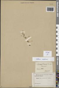 Mesostemma dichotomum (L.) Arabi, Rabeler & Zarre, Siberia (no precise locality) (S0) (Russia)