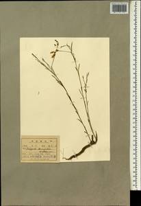 Polygala tenuifolia Willd., South Asia, South Asia (Asia outside ex-Soviet states and Mongolia) (ASIA) (North Korea)