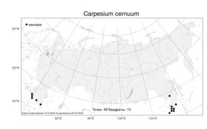 Carpesium cernuum L., Atlas of the Russian Flora (FLORUS) (Russia)