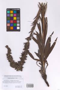 Pontechium maculatum (L.) Böhle & Hilger, Eastern Europe, Moscow region (E4a) (Russia)