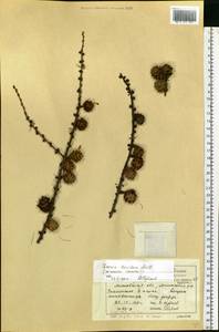 Larix decidua Mill., Eastern Europe, Moscow region (E4a) (Russia)