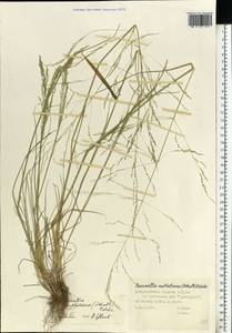 Puccinellia nuttalliana (Schult.) Hitchc., Eastern Europe, Central region (E4) (Russia)