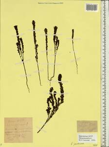 Euphrasia pectinata, Eastern Europe, Eastern region (E10) (Russia)