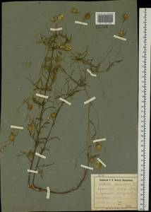 Lomelosia argentea (L.) Greuter & Burdet, Eastern Europe, North Ukrainian region (E11) (Ukraine)