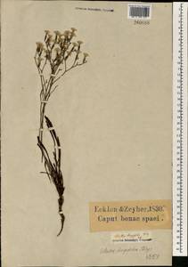 Afrolimon longifolium (Thunb.) I.A. Lincz., Africa (AFR) (South Africa)