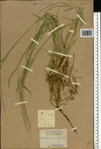 Glyceria notata Chevall., Eastern Europe, South Ukrainian region (E12) (Ukraine)