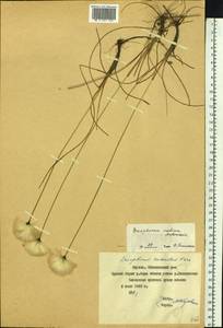 Eriophorum × medium Andersson, Siberia, Yakutia (S5) (Russia)