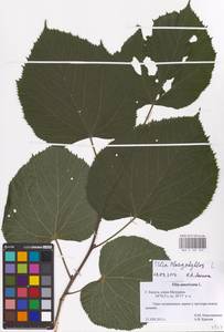 Tilia platyphyllos Scop., Eastern Europe, Central region (E4) (Russia)