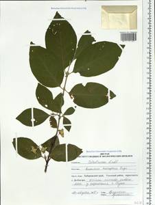 Euonymus macropterus Rupr., Siberia, Russian Far East (S6) (Russia)