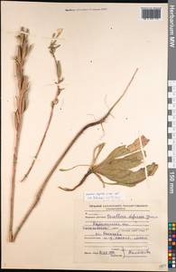 Oenothera villosa subsp. villosa, Eastern Europe, North-Western region (E2) (Russia)