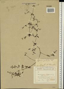 Galium palustre L., Eastern Europe, North Ukrainian region (E11) (Ukraine)