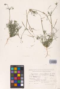 Hypecoum parviflorum Kar. & Kir., Middle Asia, Caspian Ustyurt & Northern Aralia (M8) (Kazakhstan)