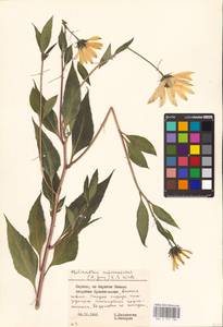 Helianthus tuberosus L., Eastern Europe, Lithuania (E2a) (Lithuania)