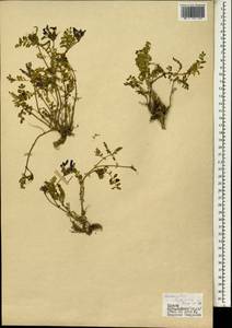 Astragalus viridissimus Freyn & Sint., South Asia, South Asia (Asia outside ex-Soviet states and Mongolia) (ASIA) (Turkey)