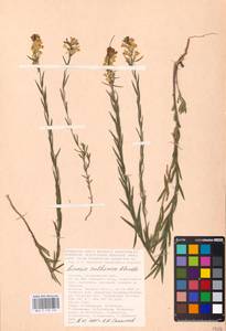 MHA 0 159 401, Linaria biebersteinii Besser, Eastern Europe, Lower Volga region (E9) (Russia)