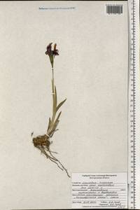 Iris pumila L., Eastern Europe, Central forest-and-steppe region (E6) (Russia)