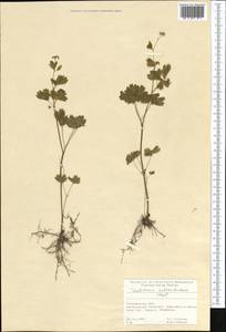 Thalictrum sultanabadense Stapf, Middle Asia, Kopet Dag, Badkhyz, Small & Great Balkhan (M1) (Turkmenistan)