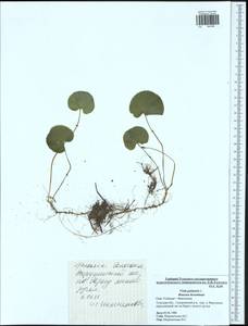 Viola palustris L., Eastern Europe, Central region (E4) (Russia)