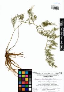 Asparagus brachyphyllus Turcz., Siberia, Baikal & Transbaikal region (S4) (Russia)