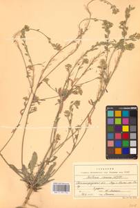 Berteroa incana (L.) DC., Eastern Europe, Lower Volga region (E9) (Russia)