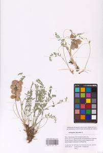 Astragalus physodes L., Eastern Europe, Lower Volga region (E9) (Russia)