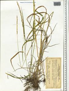 Elymus uralensis (Nevski) Tzvelev, Siberia, Central Siberia (S3) (Russia)