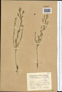 Lepidium amplexicaule Willd., Middle Asia, Muyunkumy, Balkhash & Betpak-Dala (M9) (Kazakhstan)