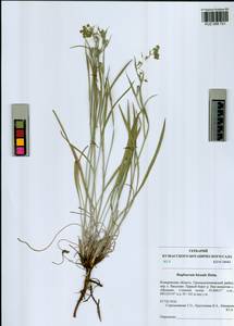 Bupleurum bicaule Helm, Siberia, Altai & Sayany Mountains (S2) (Russia)